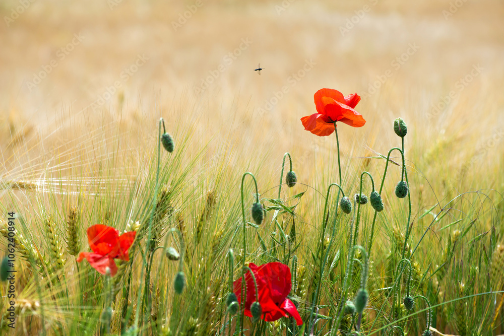 Fototapeta premium Wild poppies (Papaver rhoeas) blooming in the field in sunny day - selective focus