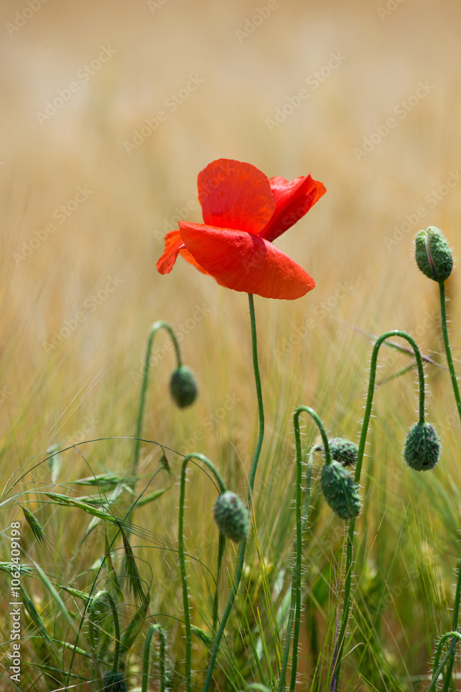 Naklejka premium Wild poppies (Papaver rhoeas) blooming in the field in sunny day - selective focus