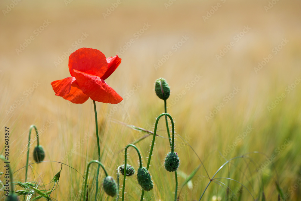 Naklejka premium Wild poppies (Papaver rhoeas) blooming in the field in sunny day - selective focus