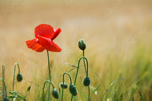 Wild poppies (Papaver rhoeas)  blooming in the field in sunny day - selective focus photo