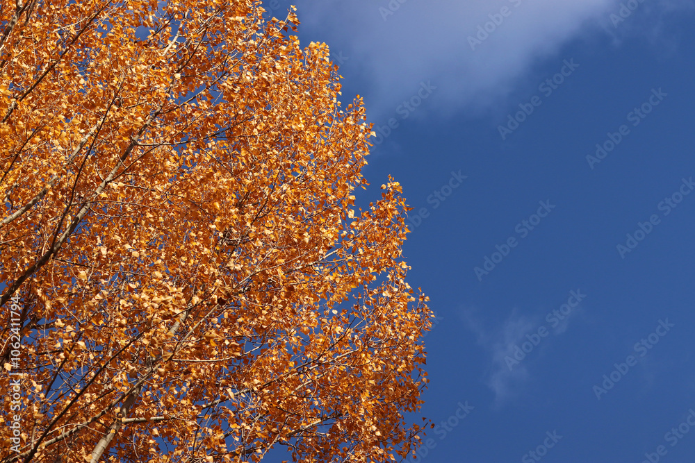 Tree with bright yellow autumn foliage against the sky. Autumn colors. Natural autumn background, golden season. Tree with lush crown in the park Tree with bright yellow autumn foliage against the sky. Autumn colors. Natural autumn background, golden season. Tree with lush crown in the park