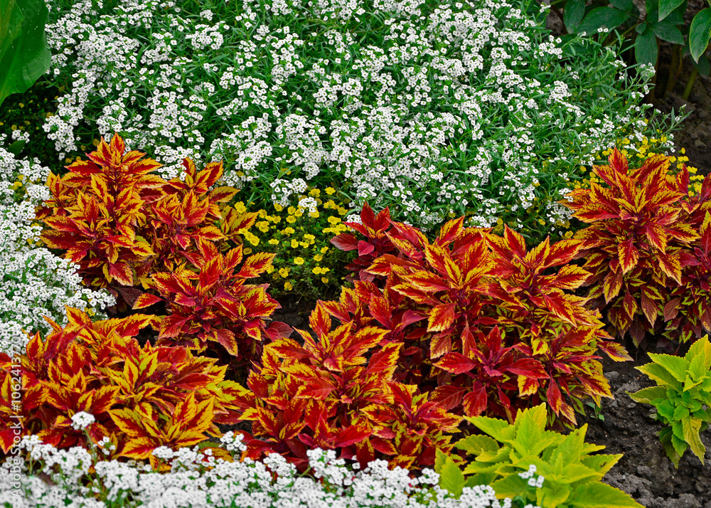 kompozycja kwiatowa, ubiorek wiecznie zielony i Koleus Blumego, Plectranthus scutellarioides, iberis sempervirens, flower arrangement, evergreen candytuft and Blume's Koleus in garden