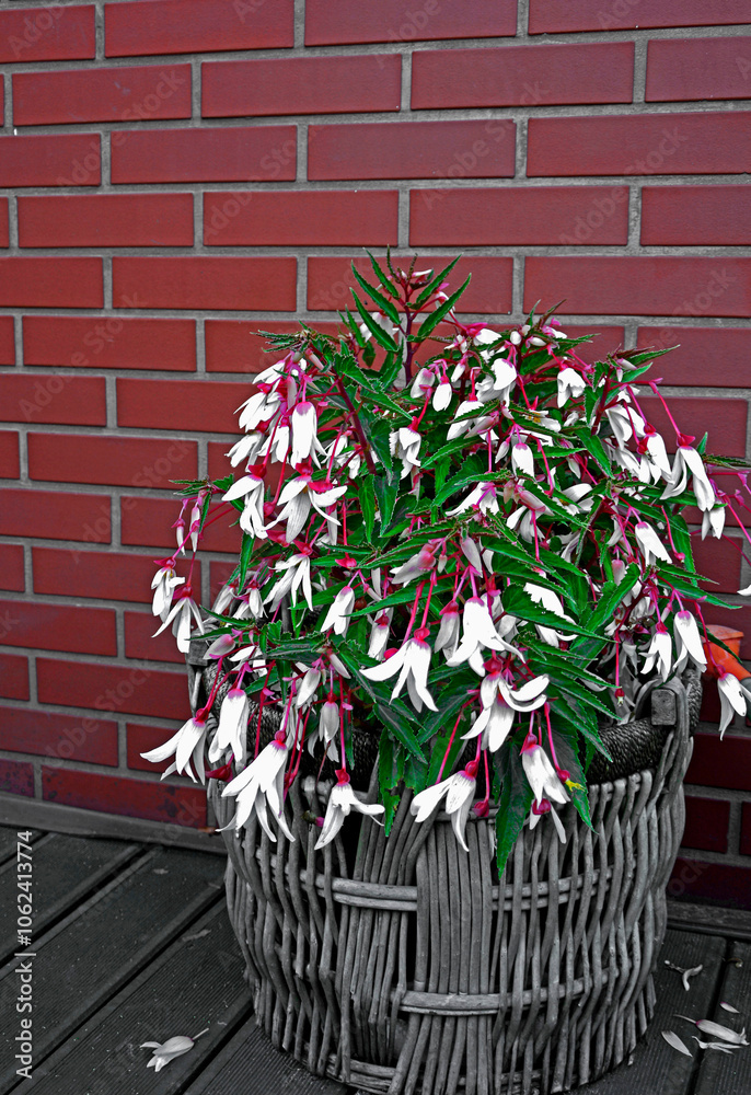 Begonia boliwijska, biała begonia w wiklinowym koszu na tle ceganej ściany, blooming begonia in basket, white begonia in a wicker basket against the background of a brick wall, Begonia boliviensis