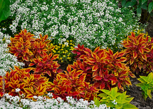 Obraz na płótnie kompozycja kwiatowa, ubiorek wiecznie zielony i Koleus Blumego, Plectranthus scutellarioides, iberis sempervirens, flower arrangement, evergreen candytuft and Blume's Koleus in garden
w salonie