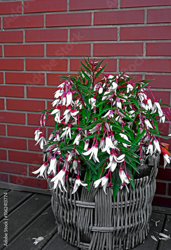 Obraz na płótnie Begonia boliwijska, biała begonia w wiklinowym koszu na tle ceganej ściany, blooming begonia in basket, white begonia in a wicker basket against the background of a brick wall, Begonia boliviensis
w salonie