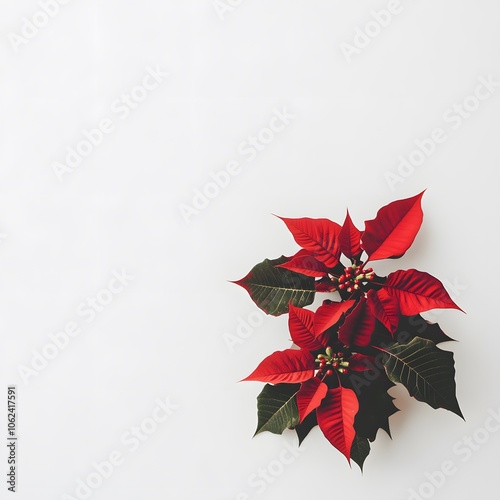 A poinsettia plant on a white background.
