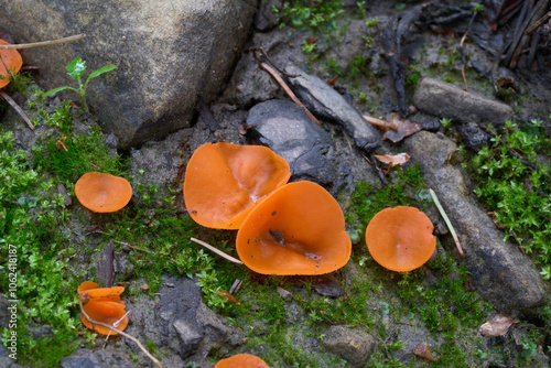 Aleuria aurantia mushroom on the forest path. Known as orange peel fungus. Group of edible orange mushroom in the forest. photo