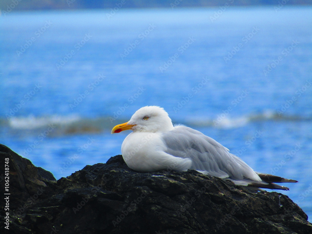 Fototapeta premium seagull on the rock
