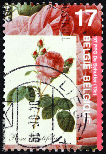 Obraz na płótnie Postage stamp Belgium 1997 Provence rose, rosa centifolia, is a hybrid rose developed between the 17th century and the 19th century w salonie