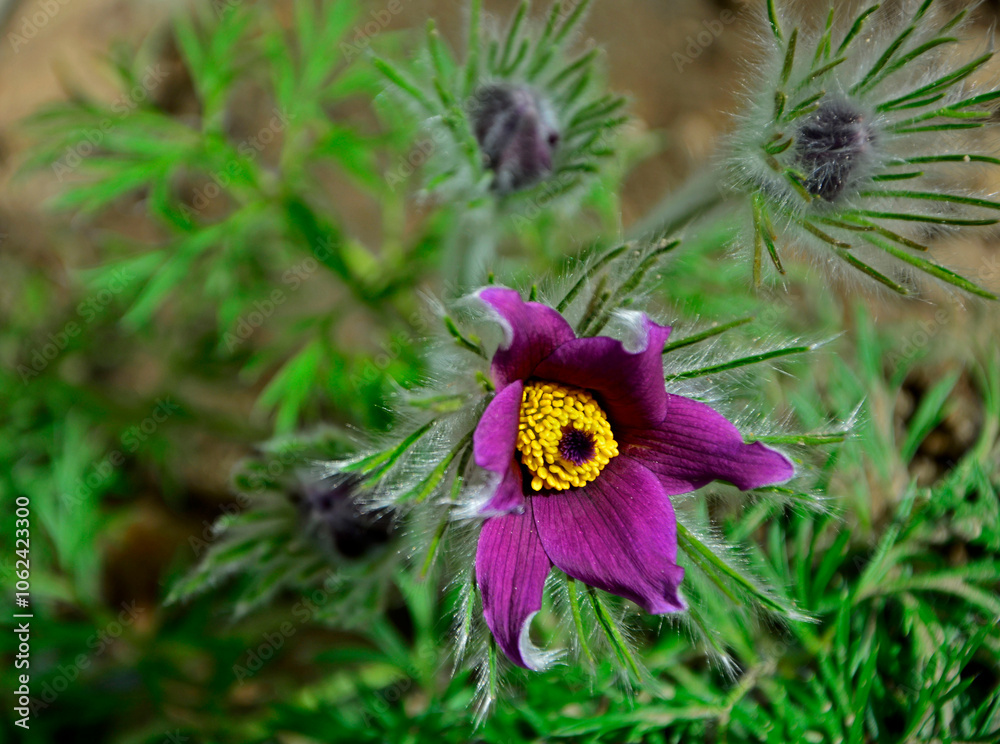 Sasanka zwyczajna, Pulsatilla vulgaris, purple flower, pasqueflower