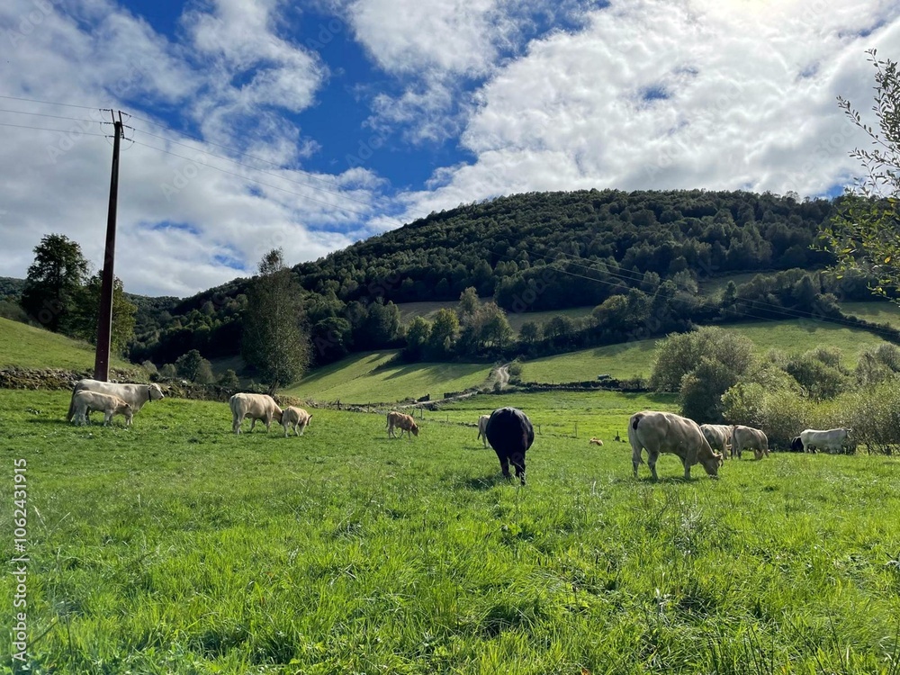 Naklejka premium Vacas en Pedrafita do Cebreiro, Galicia