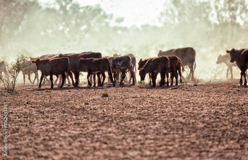 Beef cattle on a Northern Territory cattle station photo