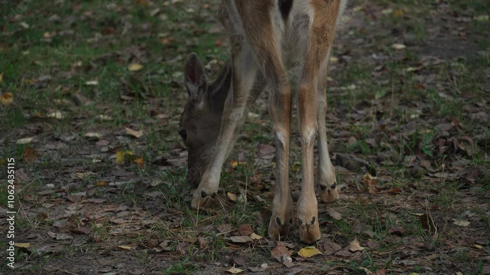 Back view of the legs of a Whitetail spotted young deer grazing in the autumn forest slow motion. Young true deer grazing in the wild. Whitetail sika deer walking in forest Back view of the legs of a Whitetail spotted young deer grazing in the autumn forest slow motion. Young true deer grazing in the wild. Whitetail sika deer walking in forest