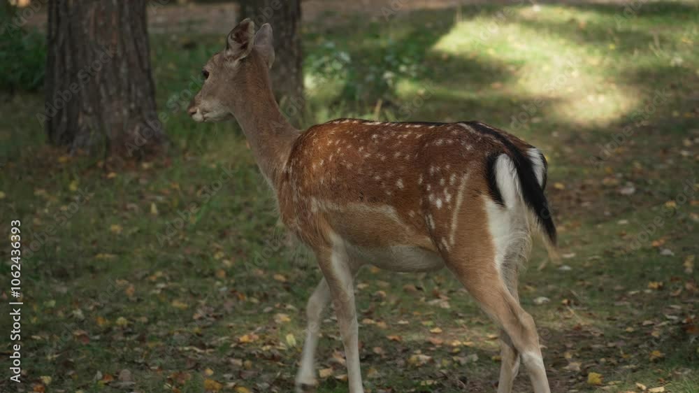 Whitetail spotted young deer walking in the forest and chewing at sunset slow motion. Young true deer grazing in the wild. Whitetail sika deer walking in forest Whitetail spotted young deer walking in the forest and chewing at sunset slow motion. Young true deer grazing in the wild. Whitetail sika deer walking in forest