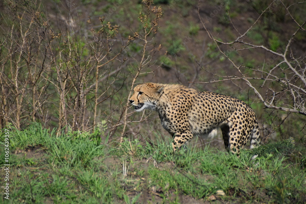 Obraz premium cheetah in the grass