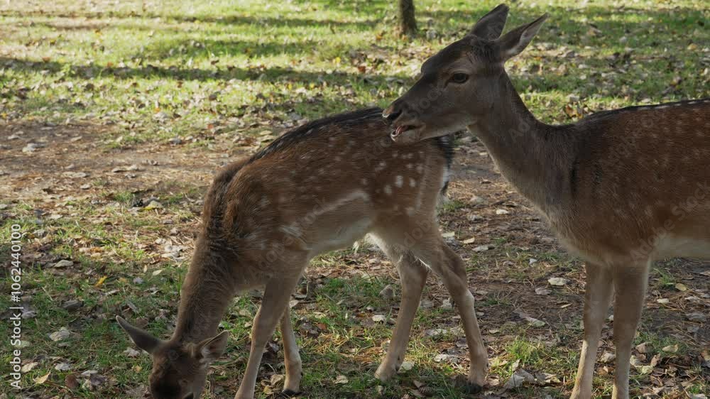Two Whitetail spotted young deer chewing carrot medium shot slow motion. Young true deer grazing in the wild. Whitetail sika deer walking in forest Two Whitetail spotted young deer chewing carrot medium shot slow motion. Young true deer grazing in the wild. Whitetail sika deer walking in forest