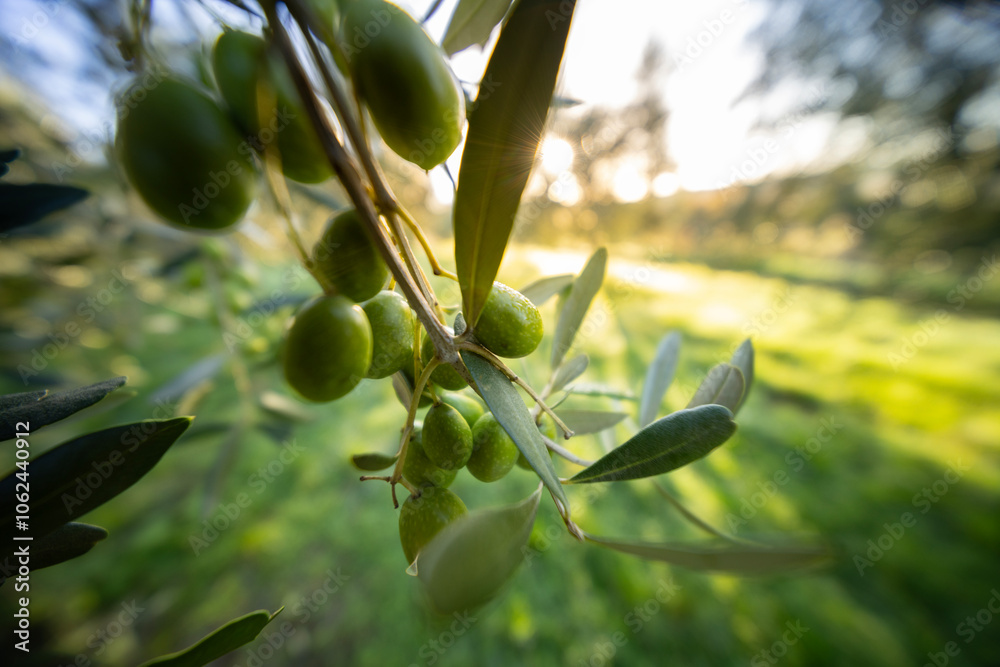 Olive tree with green ripe olives in an olive garden . Green olive tree lit by the rays of the sun Olive tree with green ripe olives in an olive garden . Green olive tree lit by the rays of the sun