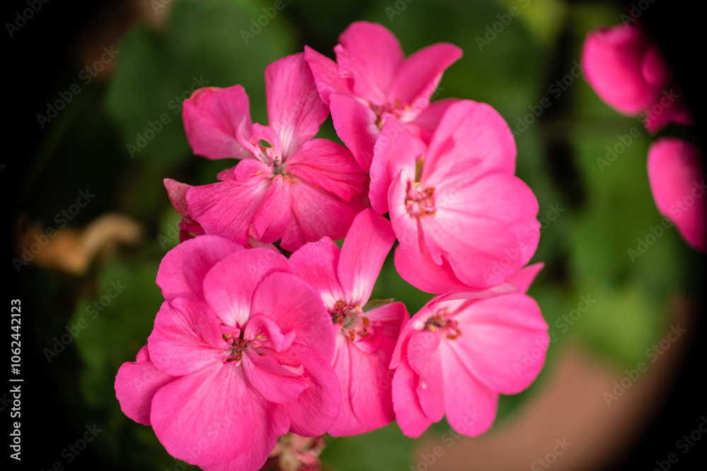 Fototapeta premium Geranio
