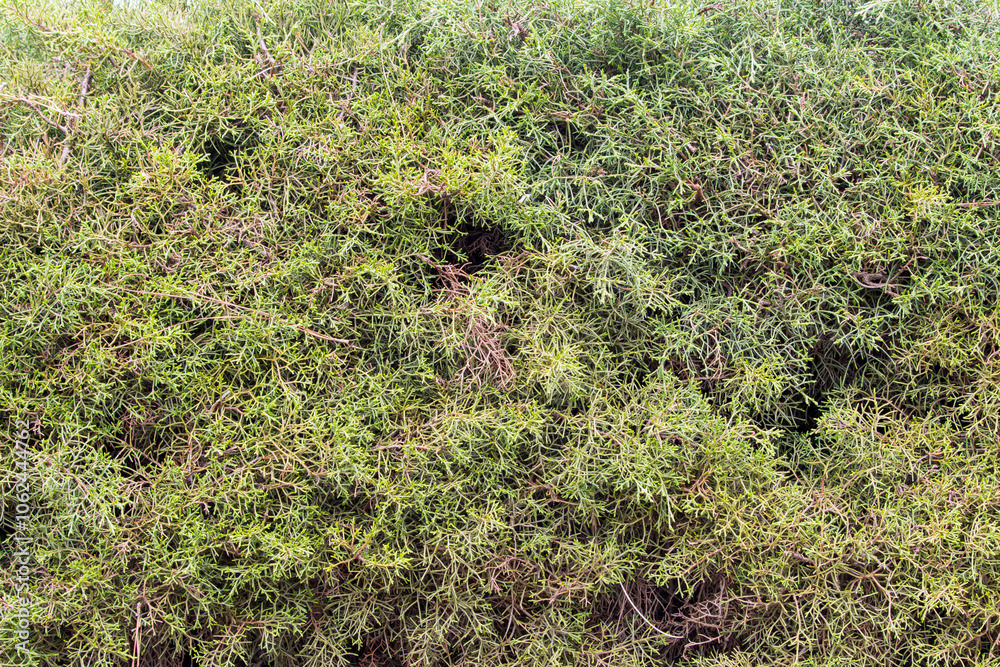 Fototapeta premium texture with green leaves hedge