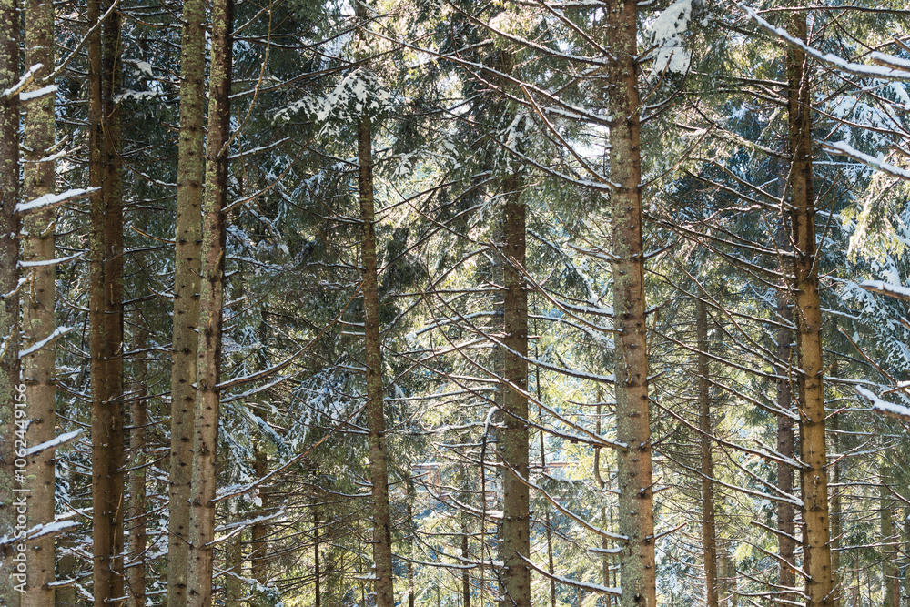 las świerkowy w górach, zima