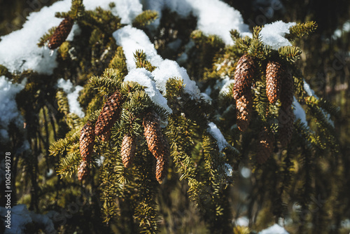 Pokryte śniegiem gałązki Igliwia świerkowego z szyszkami. Świerk pospolity (Picea albies) photo