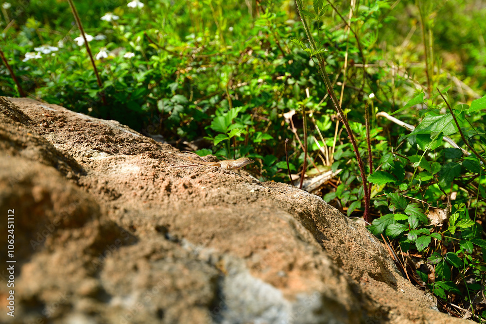 Lizard On Rock Lizard On Rock