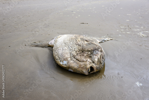 Konstfotografi Beached  Sunfish at Hug Point along the Oregon Coast.