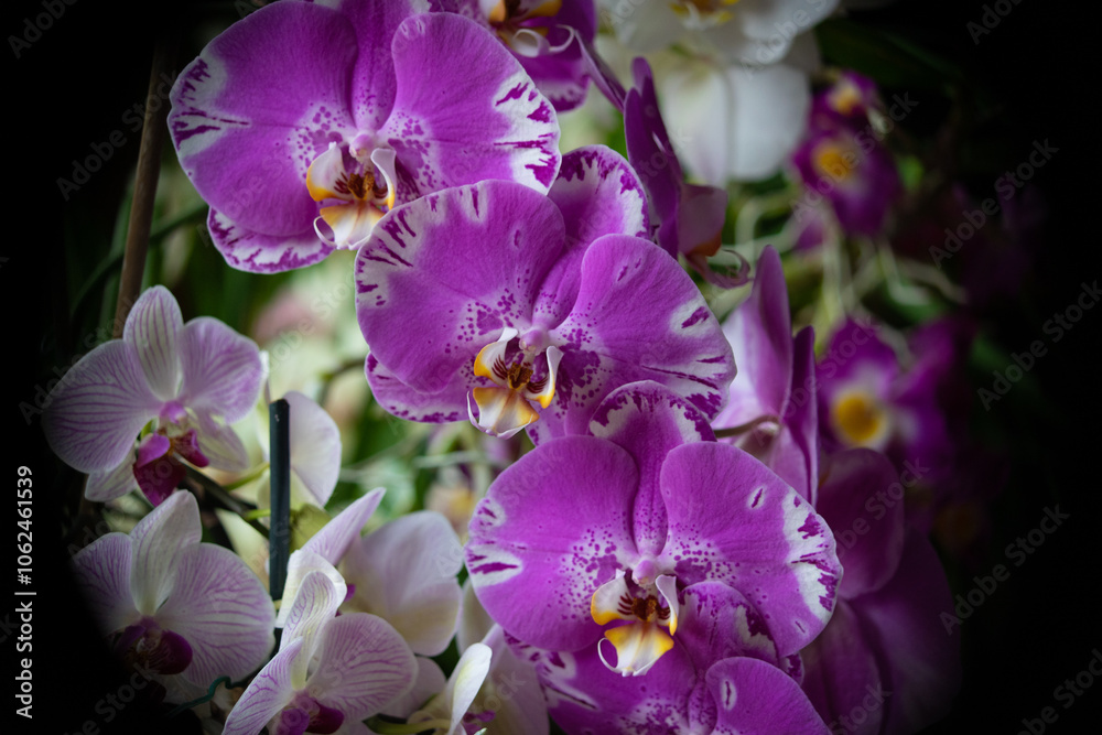 Obraz premium Orchidee