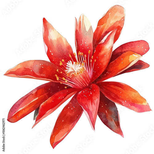 A watercolor vector of Epiphyllum oxypetalum flower, isolated on a white background. photo