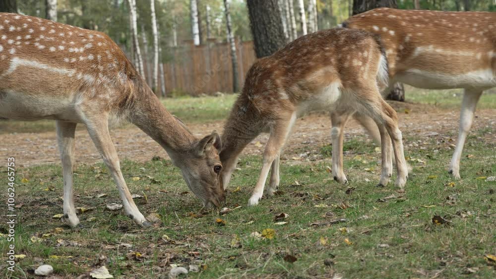 White tailed spotted young deer eating grass and walking in the forest medium shot slow motion. Young true deer grazing in the wild. Whitetail sika deer walking in forest White tailed spotted young deer eating grass and walking in the forest medium shot slow motion. Young true deer grazing in the wild. Whitetail sika deer walking in forest