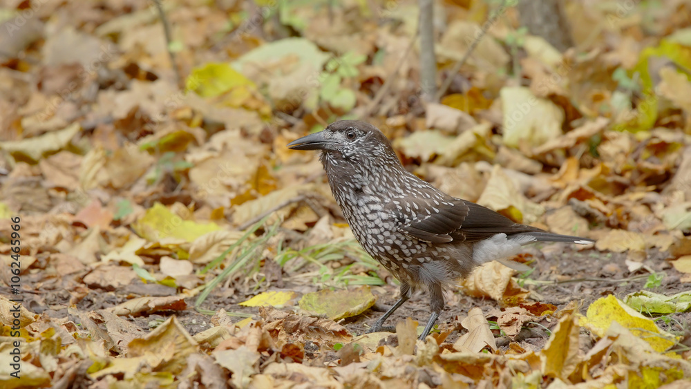 Northern or spotted nutcracker bird in autumn forest, Nucifraga caryocatactes Northern or spotted nutcracker bird in autumn forest, Nucifraga caryocatactes