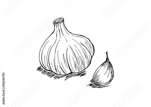 Canvastavla にんにく丸ごと、1片　線画　透過png