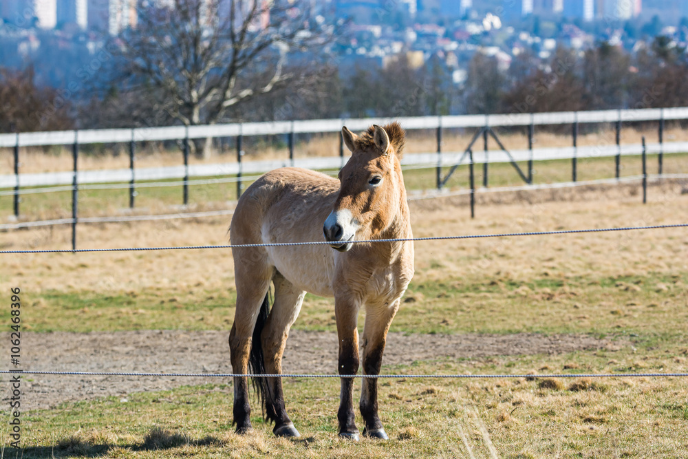 Obraz premium Equus przewalskii in meadows of Prague in Divci Hrady, Czech republic
