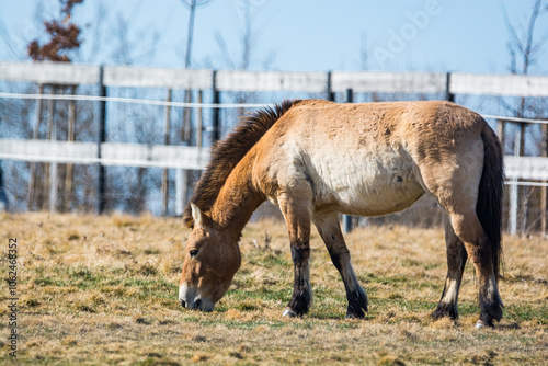 Equus przewalskii in meadows of Prague in Divci Hrady, Czech republic photo