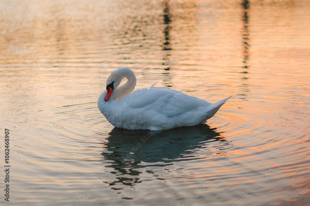 Fototapeta premium swans, birds, river, landscape, background, nature, sunset