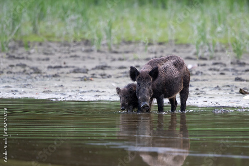 Wild boar and piglet drinking water in river in front of forest photo