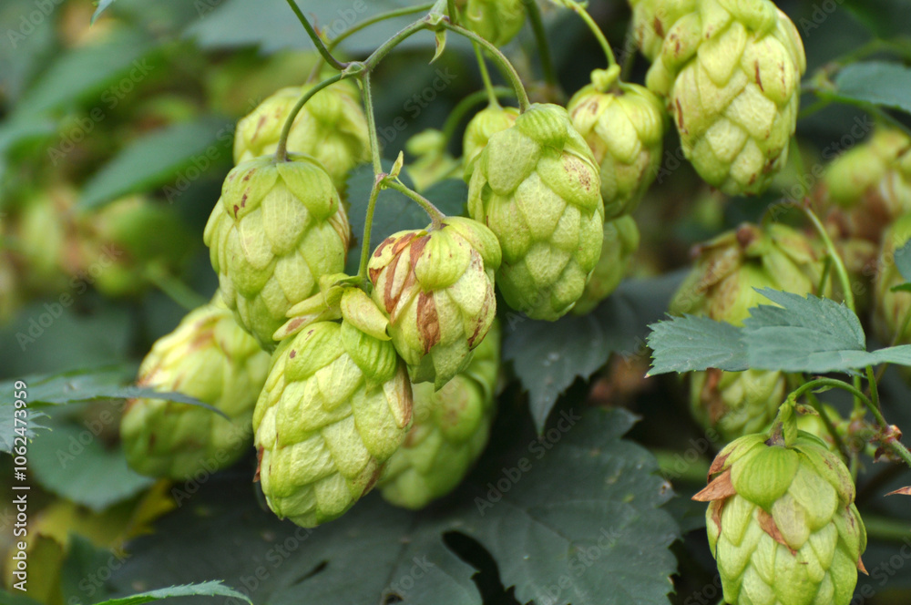 On the stem of the plant cones of hops On the stem of the plant cones of hops