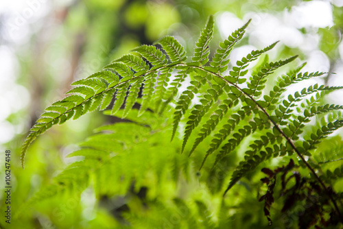 Dryopteris aemula fern, Asturias, Spain photo