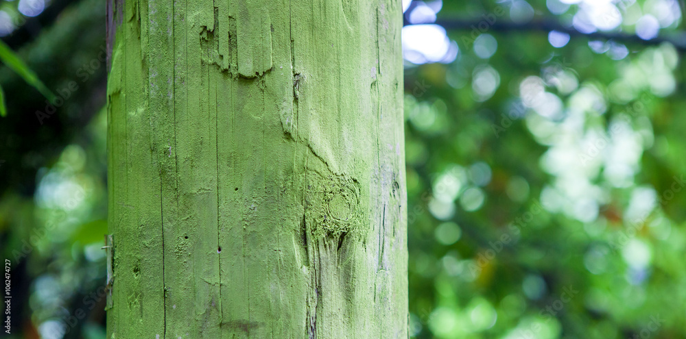 Intense green lichen covered wooden utility pole