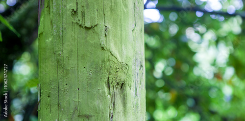 Obraz na płótnie Intense green lichen covered wooden utility pole w salonie