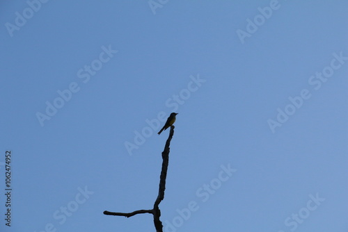 Pássaro do cerrado no céu azul