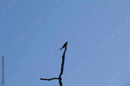 Pássaro do cerrado no céu azul