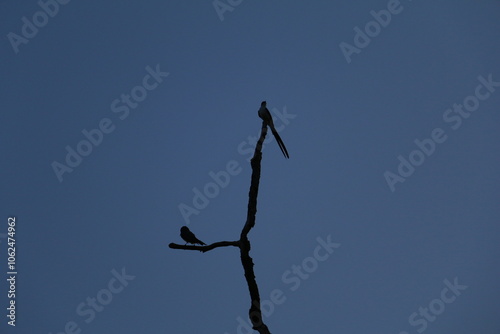 Pássaro do cerrado no céu azul