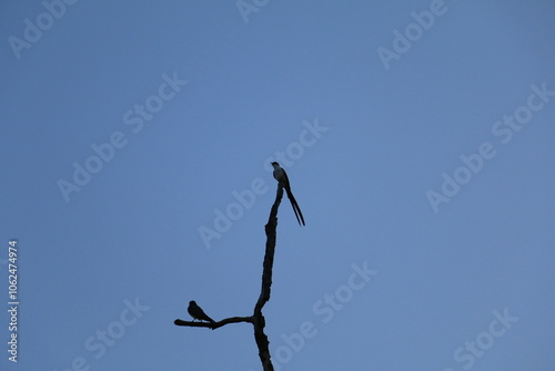 Pássaro do cerrado no céu azul photo