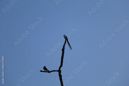 Pássaro do cerrado no céu azul