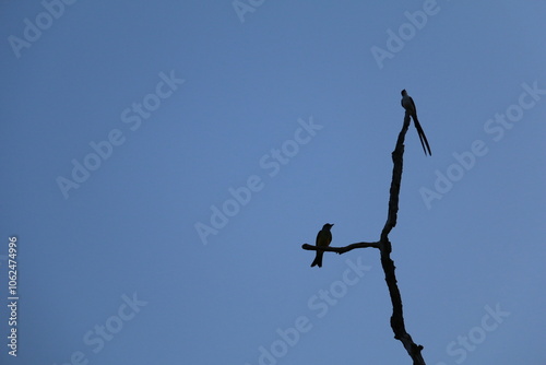Pássaro do cerrado no céu azul
