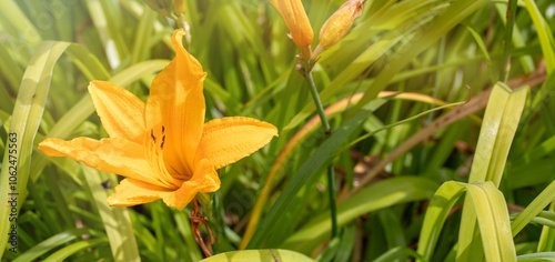 orange lily flowers in the grass #1062475563