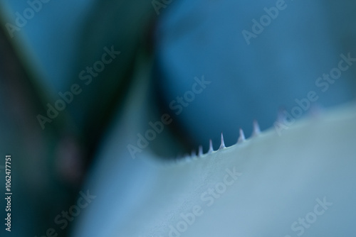 soft artistic background detail of an agave plant with its thorny edges. The tones are blue and greenish and tequila, mezcal, pulque and other typical Mexican drinks will be extracted from the plant. photo