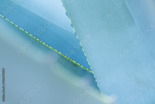 Detailed artistic background of a blue agave or maguey plant forming a scissors with the marks of the new thorns. Drinks such as Mexican tequila and mezcal are produced from the plant.