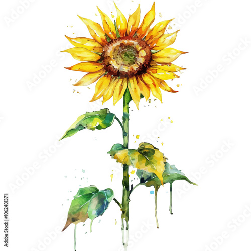 A watercolor vector of Sunflowers, isolated on a white background.